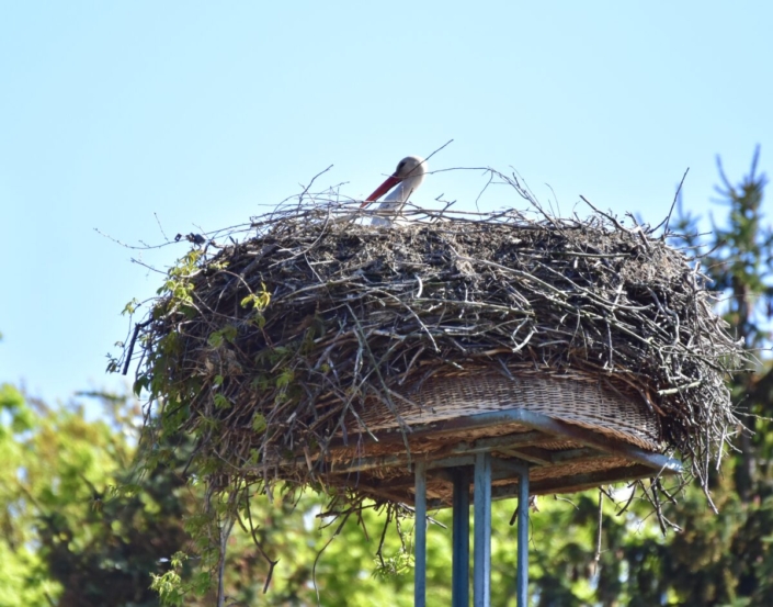 散歩の楽しみ 野鳥の巣の鑑賞 – Chika Travel